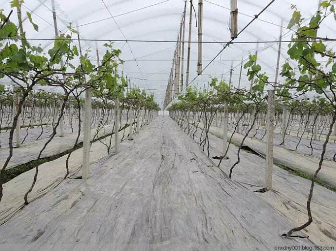 園藝地布對雜草數量、種類的影響